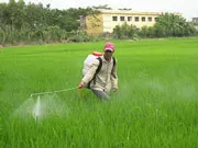 VĐHN: Phòng chống nguy cơ dịch rầy nâu không chỉ ở lúa Hè Thu 2011