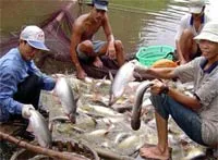 Gói giải pháp phát triển bền vững ngành cá tra Việt Nam