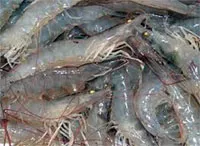 Thảo luận dự án chọn tạo giống tôm sú sạch bệnh