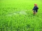 Chủ động phòng trừ rầy nâu, vàng lùn và lùn xoắn lá
