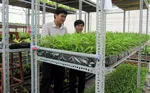 TP. Hồ Chí Minh hỗ trợ lãi vay phát triển nền nông nghiệp đô thị