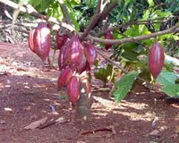Năm 2011: Diện tích ca cao cả nước đạt trên 26.000 ha