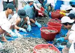Giải pháp cho nuôi trồng, chế biến xuất khẩu tôm