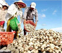 Nông dân huyện Cần Giờ thả nuôi 600 ha nghêu