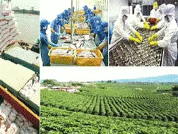 Sản xuất nông nghiệp: 6 tháng đầu năm:mùa vụ chẳng phụ công người