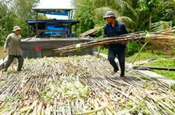 Tổng kết vụ mía đường niên vụ 2010-2011