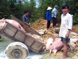 Cảnh báo dịch bệnh heo tai xanh và cúm gia cầm có độc lực cao
