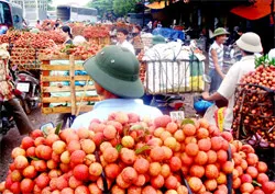 Cần có chiến lược xuất khẩu nông sản sang Trung Quốc