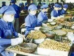 Doanh nghiệp Điều kiến nghị miễn áp dụng thông tư 13