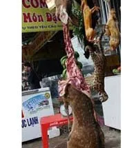 VĐHN: Ai tiêu thụ động vật hoang dã?