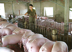 Bàn biện pháp bình ổn giá sản phẩm chăn nuôi 6 tháng cuối năm 2011