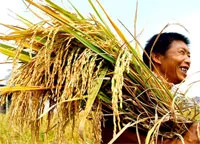 Dự kiến giá lúa gạo vẫn ở mức cao đến quý 1/2012.