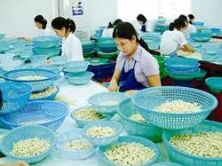 Cần giúp doanh nghiệp xuất khẩu điều bảo đảm số lượng hàng hóa