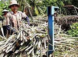 Bắt đầu vụ sản xuất mía đường niên vụ 2011- 2012.