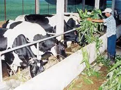 Đẩy mạnh chăn nuôi trên địa bàn TPHCM