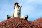 Đăng ký mua tạm trữ 432.000 tấn cà phê