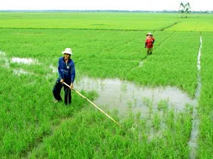 Bình luận: Nhân rộng mô hình cánh đồng mẫu lớn