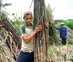 Các nhà máy chế biến đường vào vụ ép mía 2011 -2012