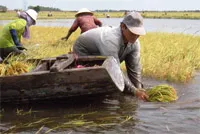 Tổng hợp tình hình lũ ở các tỉnh Đồng Bằng Sông Cửu Long