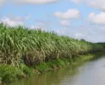 Ưu tiên giải quyết mía ở vùng ngập lũ