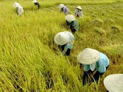 Phải đảm bảo được an ninh lương thực
