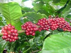 Tổng kết niên vụ cà phê 2010 - 2011