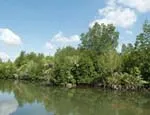Quỹ bảo vệ thiên nhiên quốc tế khởi động Diễn đàn doanh nghiệp