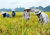 Quyết tâm giữ 3,8 triệu héc ta đất để trồng lúa…?