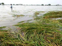 ĐBSCL khôi phục sản xuất nông nghiệp sau lũ