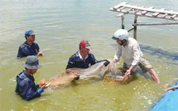 Cần Giờ khuyến cáo không thả nuôi tôm các tháng cuối năm 2011