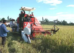 Tín hiệu vui từ sản xuất đầu vụ đông xuân 2011-2012