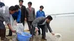 WWF thả cá giống trên sông Hàm Luông (Bến Tre)