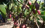 Bàn giải pháp khắc phục những tồn tại yếu kém của ngành hàng ca cao Việt Nam