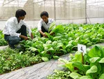 Định hướng phát triển nông nghiệp ứng dụng công nghệ cao
