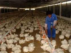 Chính sách để phát triển chăn nuôi nông hộ, trang trại quy mô vừa và nhỏ