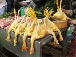 Phát hiện mẫu gà nhuộm phẩm màu công nghiệp