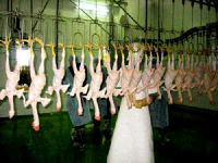 Sagri: Cam kết cung ứng nguồn hàng bình ổn dịp Tết