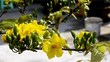 Chăm hoa, chờ Tết đến