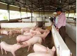 Ký kết thoả thuận hợp tác về sản phẩm động vật bảo đảm an toàn vệ sinh thực phẩm tiêu thụ tại Tp HCM