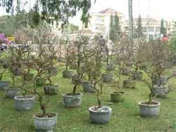 Cần sưởi ấm cho cây mai nếu trời tiếp tục mưa, lạnh.