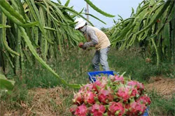 Xuất khẩu trái cây năm 2011