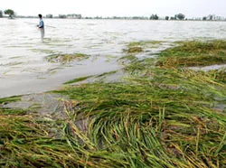 Tìm giải pháp sống chung với lũ