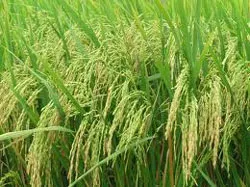 Cây lúa đồng bằng vào Xuân