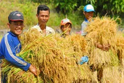 Xuân về trên cánh đồng mẫu lớn