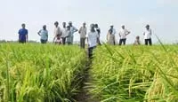 Sẽ nhân rộng mô hình cánh đồng mẫu lớn tại Vĩnh Long