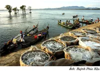 Hội nghị bàn giải pháp giảm tổn thất sau thu hoạch trong khai thác thủy sản