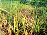 VĐHN: Giúp nông dân bảo vệ vụ lúa Đông Xuân 2011-2012 đạt kết quả tốt nhất