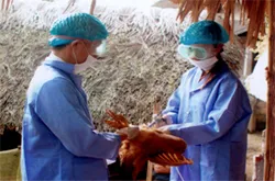 Tp HCM cam kết không để dịch cúm gia cầm xảy ra trên người và gia cầm