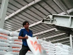 Nhà máy Tân Hồng thu mua lúa đúng tiến độ