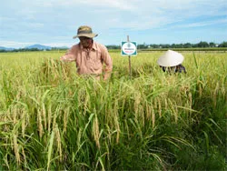 Tham quan và tìm hiểu về giống cho vụ hè thu 2012